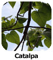 Catalpa